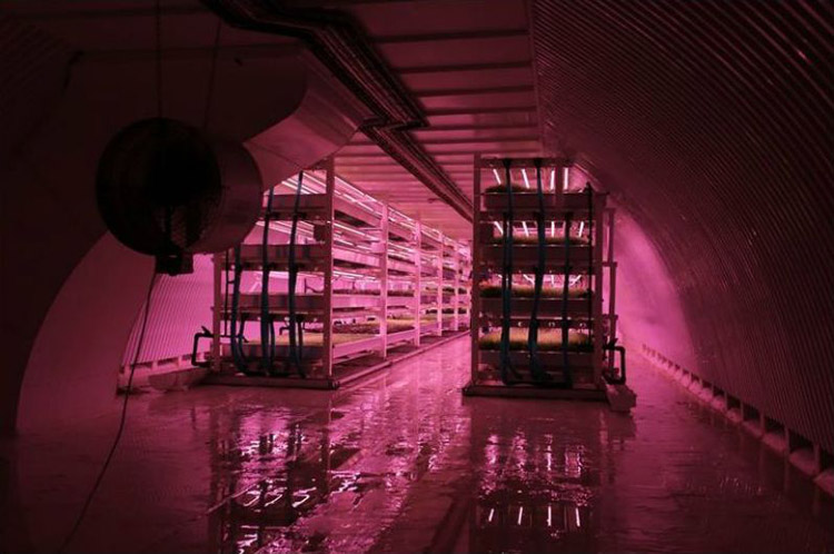 ikinci-dunya-savasi-siginak-londra-yeralti-ciftligine-donustu-3