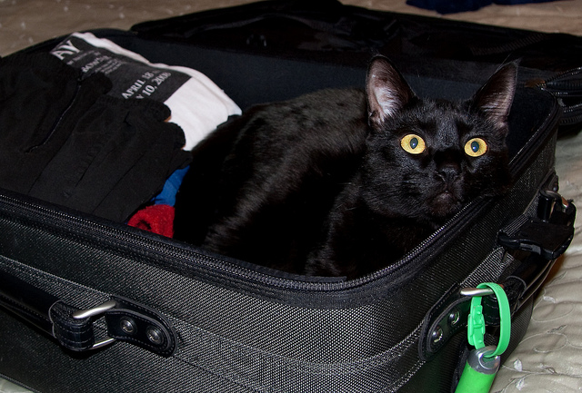 packingcat