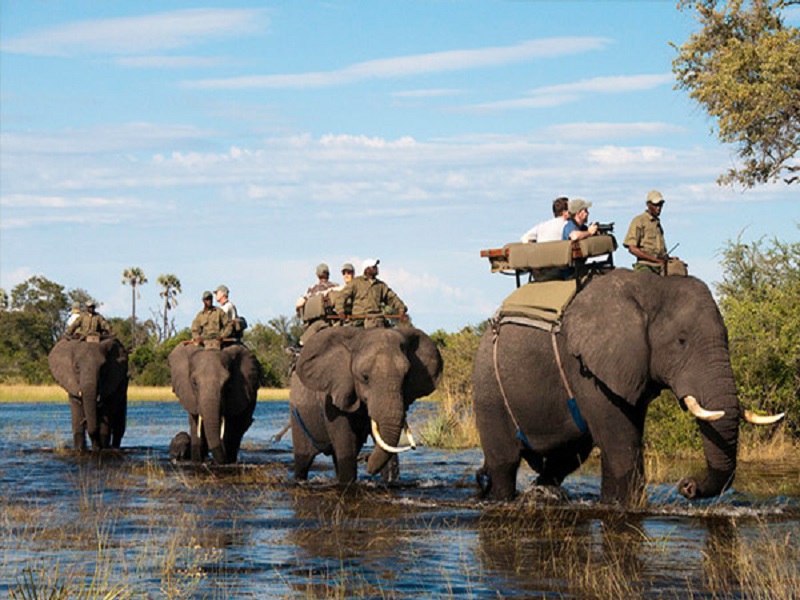 Güney Afrikalı Tur Operatörleri Safari Turları için Radikal Kararlar Aldı