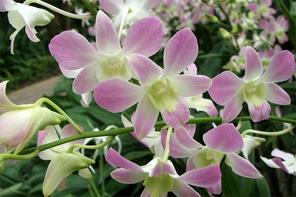 singapore-orchids